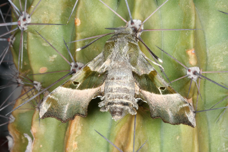 Proserpinus proserpina